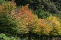 Katsura tree Cercidiphyllum japonicum yellow leaves.