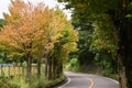 Katsura tree Cercidiphyllum japonicum yellow leaves.