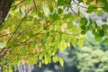 Katsura tree Cercidiphyllum japonicum yellow leaves.