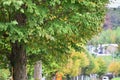 Katsura tree Cercidiphyllum japonicum yellow leaves.