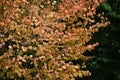 Katsura tree Cercidiphyllum japonicum yellow leaves.