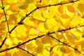 Katsura Tree Detail Royalty Free Stock Photo