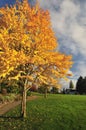 Katsura tree in fall color Royalty Free Stock Photo