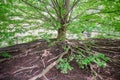 Katsura Tree Royalty Free Stock Photo