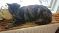 Katt sover Royalty Free Stock Photo