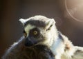 Katta, lemur catta, side view of the prosimian with sun rays lighting up the fur of the little primate Royalty Free Stock Photo
