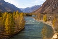 Katun River at autumn in Altai Republic Royalty Free Stock Photo