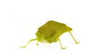 Katydid Royalty Free Stock Photo