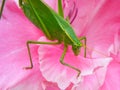 Katydid