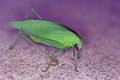 Katydid Royalty Free Stock Photo