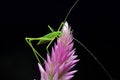 Katydid Royalty Free Stock Photo