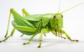 Katydid on a Background Without Obstructions -Generative Ai Royalty Free Stock Photo