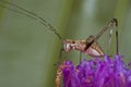 Katydid/bush cricket Royalty Free Stock Photo