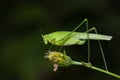 Katydid/bush cricket Royalty Free Stock Photo