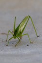 Katydid or Bush Cricket Royalty Free Stock Photo