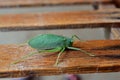 Katydid bush cricket