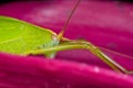 Katydid/bush cricket on pink leaf Royalty Free Stock Photo