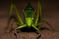 Katydid confronts the camera head on