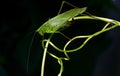 Katydid on curling Tendril