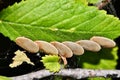 Katydid eggs (Microcentrum) attached to the side of a leaf. Royalty Free Stock Photo