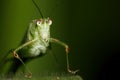 Katydid face portrait Royalty Free Stock Photo