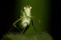 Katydid face portrait Royalty Free Stock Photo