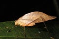 Katydid (family Tettigoniidae) mimicking a dead leaf Royalty Free Stock Photo