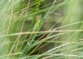 A Katydid in the Genus Orchelimum with Extraordinary Long Antenna Perched on a Green Blade of Grass in a Meadow