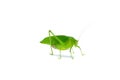 Katydid Green Grasshopper Long-horned Grasshopper isolated on white background. Royalty Free Stock Photo