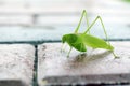 Katydid green leaf grasshopper on brick, walking leaf, close up Ã¢â¬â Tettigoniidae