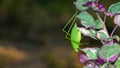 Katydid on green and purple leaves Royalty Free Stock Photo