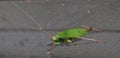 Katydid insect bush-cricket Tettigonia viridissima