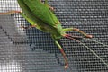 Katydid insect bush-cricket Tettigonia viridissima Royalty Free Stock Photo