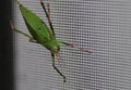 Katydid insect bush-cricket Tettigonia viridissima Royalty Free Stock Photo