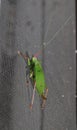 Katydid insect bush-cricket Tettigonia viridissima Royalty Free Stock Photo