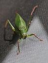 Katydid insect bush-cricket Tettigonia viridissima Royalty Free Stock Photo
