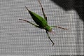 Katydid insect bush-cricket Tettigonia viridissima Royalty Free Stock Photo