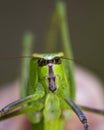 Katydid Insect Stock Photos.  Katydid Insect on a branch tree with a bokeh background Royalty Free Stock Photo