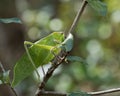 Katydid Insect Stock Photos.  Katydid Insect on a branch tree with a bokeh background Royalty Free Stock Photo