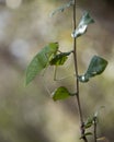 Katydid Insect Stock Photos.  Katydid Insect on a branch tree with a bokeh background Royalty Free Stock Photo