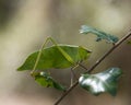Katydid Insect Stock Photos.  Katydid Insect on a branch tree with a bokeh background Royalty Free Stock Photo