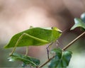 Katydid Insect Stock Photos.  Katydid Insect on a branch tree with a bokeh background Royalty Free Stock Photo