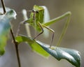 Katydid Insect Stock Photos.  Katydid Insect on a branch tree with a bokeh background Royalty Free Stock Photo