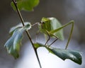 Katydid Insect Stock Photos.  Katydid Insect on a branch tree with a bokeh background Royalty Free Stock Photo