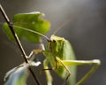 Katydid Insect Stock Photos.  Katydid Insect on a branch tree with a bokeh background Royalty Free Stock Photo