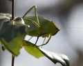 Katydid Insect Stock Photos.  Katydid Insect on a branch tree with a bokeh background Royalty Free Stock Photo