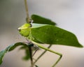 Katydid Insect Stock Photos.  Katydid Insect on a branch tree with a bokeh background Royalty Free Stock Photo