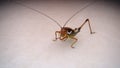 Katydid isolated on white background. green katydids. camouflage katydid. camouflage insects. camouflage animals. The scientific n