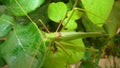 Katydid. katydid in the nature on the leaves green katydids. camouflage katydid. camouflage insects camouflage animals insects, in Royalty Free Stock Photo