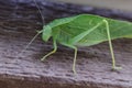 A katydid leaf bug on a brown doorway Royalty Free Stock Photo